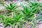 Various sorts of aloe plants in green house