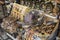 Various souvenirs from the Holy Land lying on a stall in Nazareth