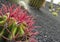 Various species of cactuses growing in the airport