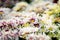 Various species and colorful chrysanthemum flowers blooming in the garden