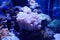 Various species of coral that are at risk of extinction are bred in aquariums.