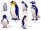 Various species of penguin with name (vector)