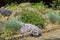 Various species of plants growing on rocks