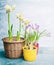 Various spring flowers in pots on light background