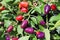 Various stages of a loco pepper ripening