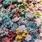Various Succulent plant in colorful background