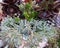 Various succulent plants in outside container.