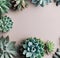 various succulent plants shot from above on neutral background, flat display with free text space