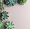 various succulent plants shot from above on neutral background, flat display with free text space