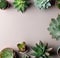 various succulent plants shot from above on neutral background, flat display with free text space