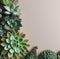 various succulent plants shot from above on neutral background, flat display with free text space