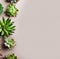 various succulent plants shot from above on neutral background, flat display with free text space