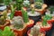 Various succulent pot plant for home decoration