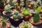 Various succulent pot plant for home decoration