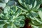 Various succulents. Green floral background. Echeveria, Haworthia. Flowers and leaves close-up. Grow a mini garden at