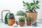 Various succulents in pots and watering can on table indoor. Plant transplantation. Concept of indoor garden home