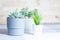 Various succulents in simple white and grey plastic pots, home or office flowers indoors