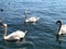 Various swans swimming on Lake Zurich