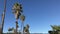 Various tall palm trees lined up in a row against soft blue sky 4K
