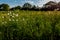 Various Texas Wildflowers