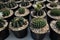 Various Tiny Cactus in the Green House, Exotic Succulant Plants in the Garden