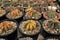 Various Tiny Cactus in the Green House, Exotic Succulant Plants in the Garden