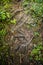 Various tree roots in brown soil with some leafs