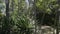 Various tropical green plants and trees with the wind breeze on a hot sunny day in Tarragona in Spain