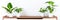 Various tropical houseplants in white ceramic pots on a shelf against white wall. Indoor home garden banner. Exotic house plants.