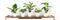 Various tropical houseplants in white ceramic pots on white shelf against white wall. Indoor home garden banner.