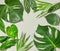 Various tropical leaves