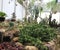 Various type cactus plants in the indoor garden