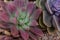 Various type of succulent flowering house plants, easy care plants. Rose and purple colors