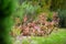 Various type of succulent plants at the Alii Kula Lavender Farm on Maui, Hawaii