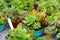 Various type of succulent plants at the Alii Kula Lavender Farm on Maui, Hawaii