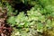 Various types of aquatic plants in small pond in the greenhouse in the Apothecary Garden