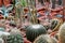 Various types of Cacti potted plant in a greenhouse green nature background