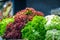 Various types of fresh lettuce on the counter of the grocery market. Bright colours, selective focus