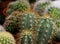 Various types of green cactus pots in the shop