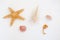 Various types of sea shells, sea star and seahorse