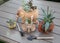 Various types of succulents planted in ceramic clay beautiful pots in the shape of elephants and gardening tools