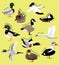 Various US Wild Duck Breeds Cartoon Seamless Wallpaper Background