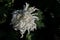 Various varieties and styles of chrysanthemums