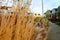 Various vegetation in front of the blocks