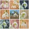 various view of snowdrops collage