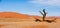 Various Views of Dune 45 in the Namib Desert