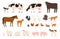 Various village farm animals. Domesticated cattle and domestic birds. Vector illustration
