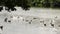 Various water birds on a lake Medium shot