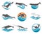 Various whales set