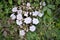 Various white flowers of Rosa alba